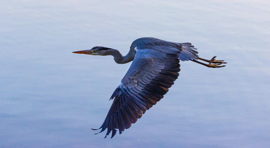 Great blue heron in flight over water.